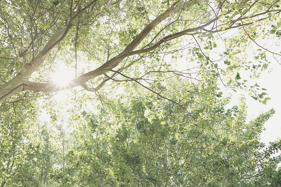 trees, nature, plant, sunlight, beauty in nature, branch, day HD wallpaper