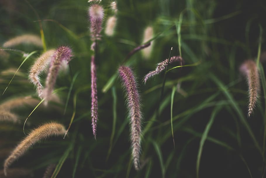 foliage, plants, growth, beauty in nature, close-up, no people HD wallpaper