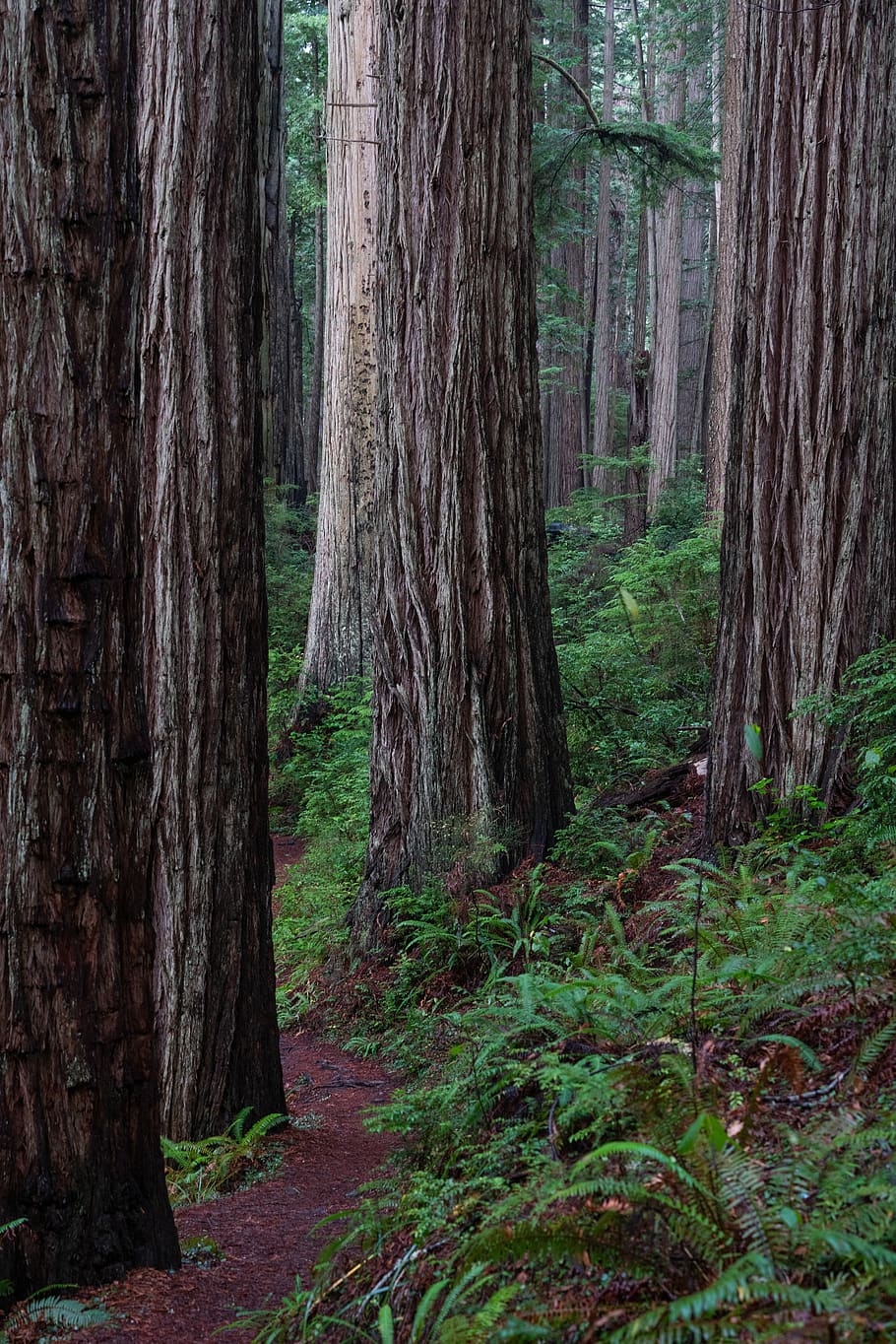 trees surrounded by plants, tree trunk, forest, land, growth HD wallpaper