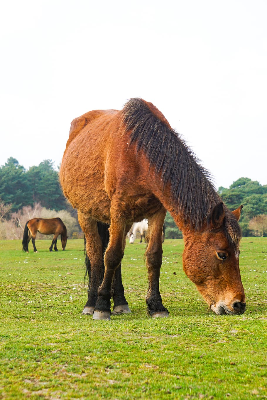 brown horse, mammal, animal themes, domestic animals, grass, livestock HD wallpaper