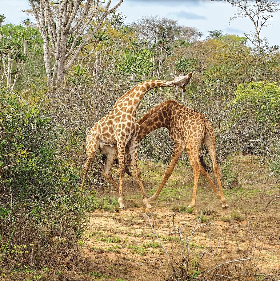 Stand animal. Жираф в дикой природе. Враги жирафа в дикой природе. Африканский Жираф. Самец жирафа.