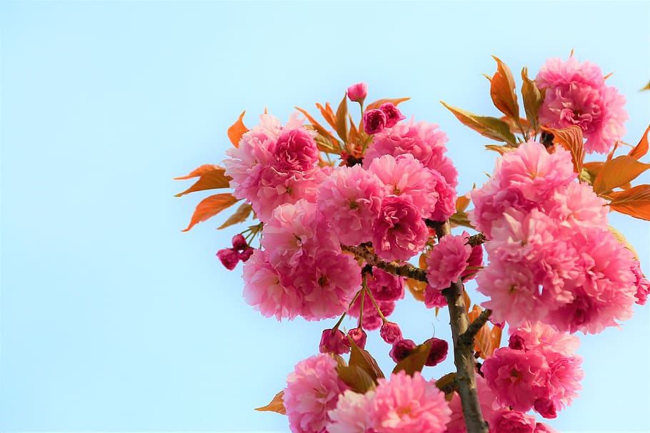 flower, nature, spring, plant, pink, beautiful, leaves, bud HD wallpaper