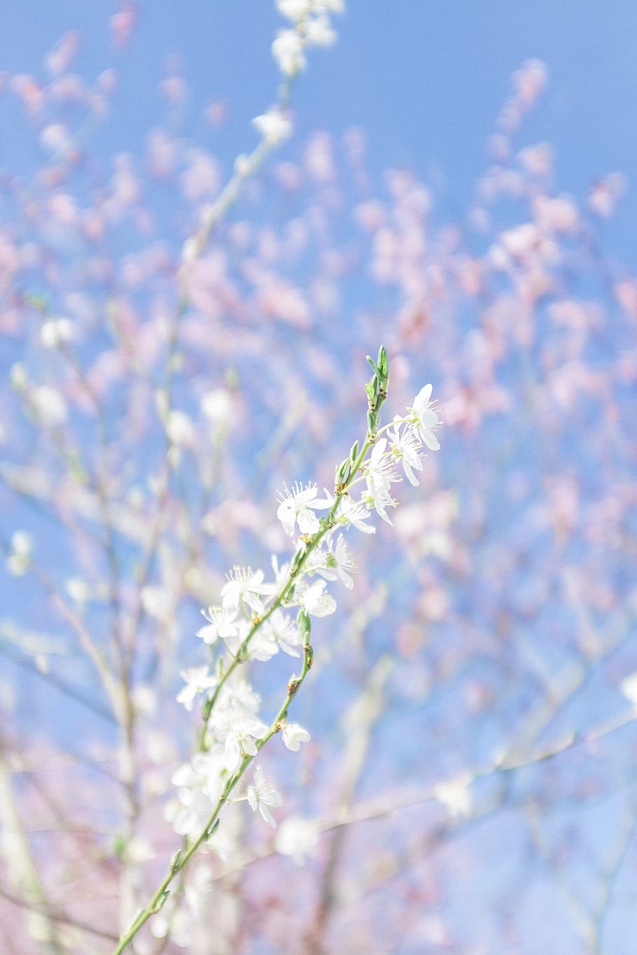 cherry blossom, tree, pink, white, vancouver, spring, springtime HD wallpaper