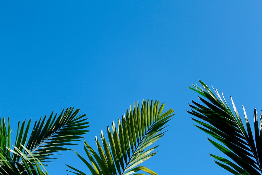 green leaves, blue, sky, leaf, palm tree, clear sky, plant, tropical climate HD wallpaper