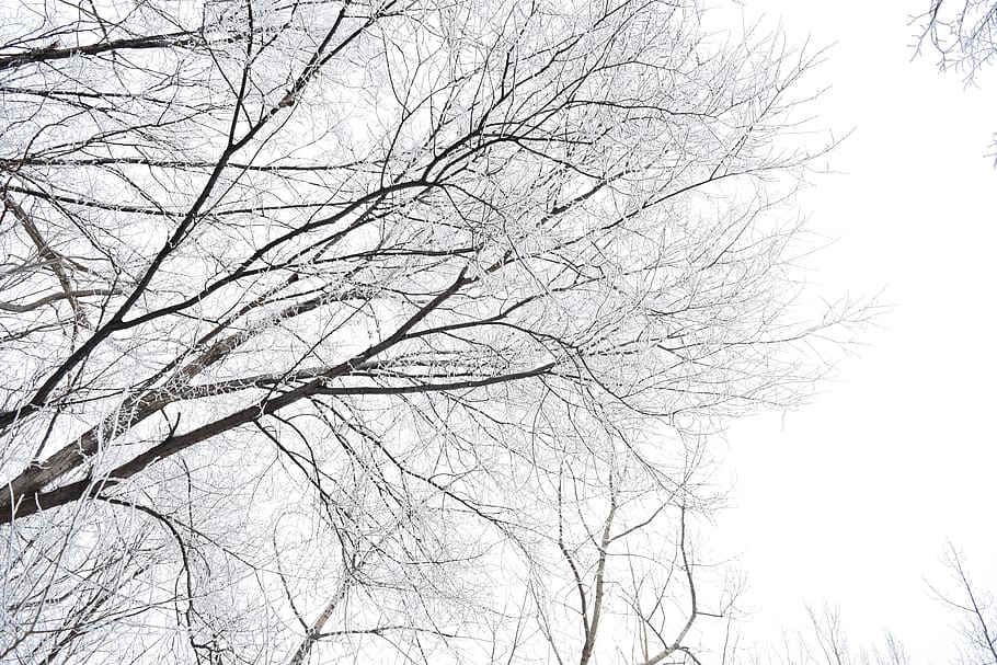 trees, branches, nature, winter, snow, bare tree, low angle view HD wallpaper