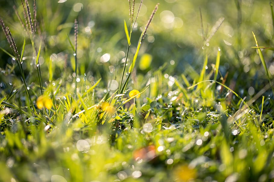 Close-up Photography Of Green Grass, dew, lawn, wet, plant, selective focus HD wallpaper