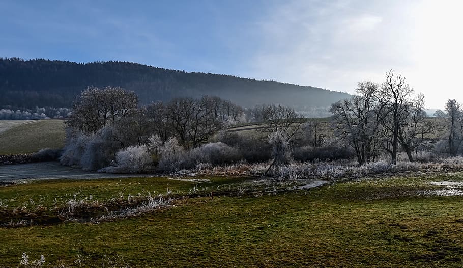trees, frost, fields, creek, winter, ice, cold, landscape, frozen HD wallpaper