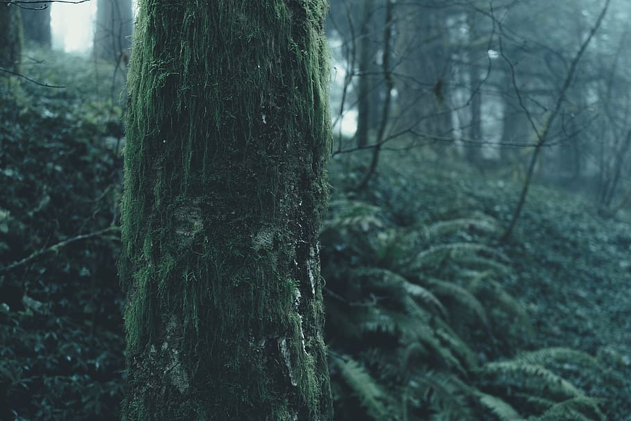 tree branch and grasses, moss, plant, outdoors, nature, vegetation HD wallpaper