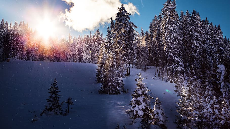 sun, snow, landscape, winter, snowy, trees, sunlight, scenic HD wallpaper