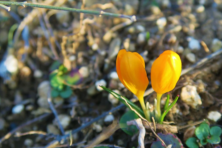 crocus, flower, spring, nature, plant, yellow, flowering plant HD wallpaper