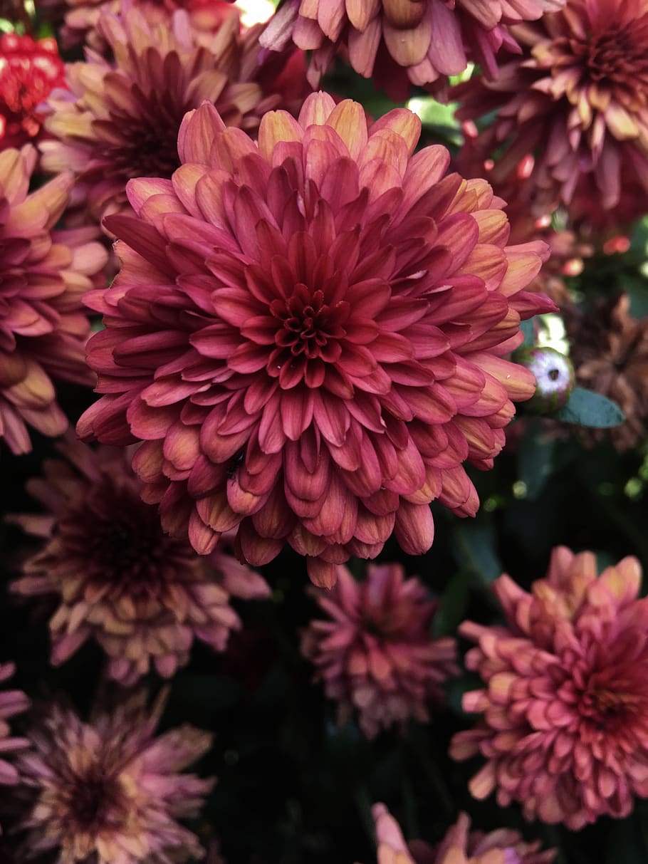 red, rose, petals, environment, green, plant, nature, flower HD wallpaper