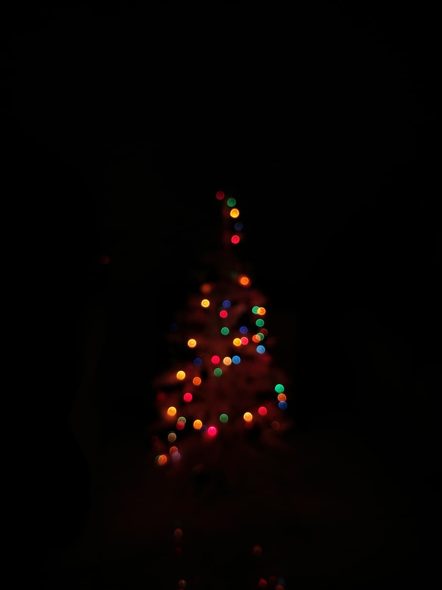 Christmas tree with string lights, plant, ornament, fir, abies HD wallpaper