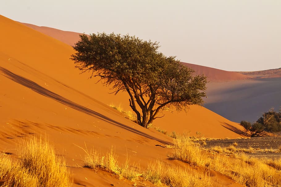 africa, namibia, namib desert, nature, dry, sand, landscape, HD wallpaper