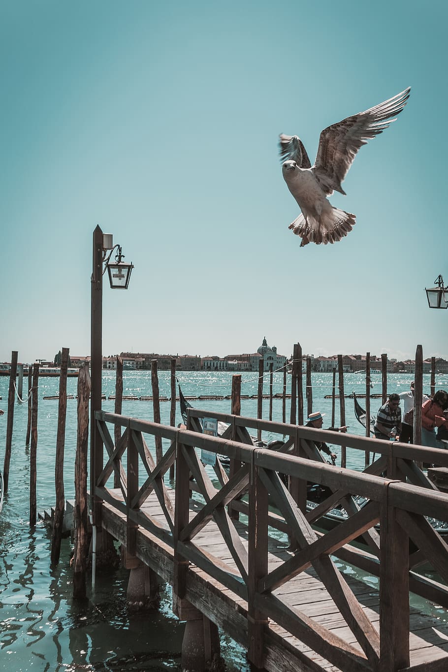 bird, animal, railing, water, waterfront, port, pier, dock HD wallpaper