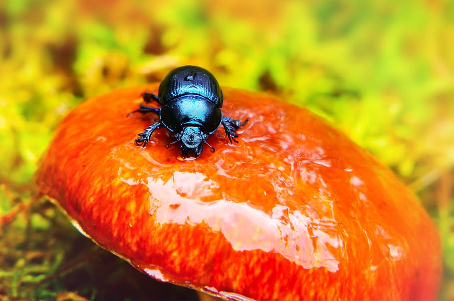 black beetle on round orange mushroom, animal, dung beetle, invertebrate, HD wallpaper