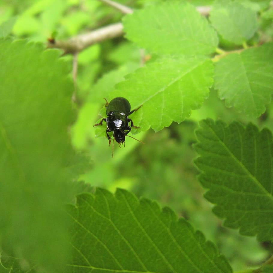 insect, bug, beetle, black, ground beetle, nature, animal, plant HD wallpaper
