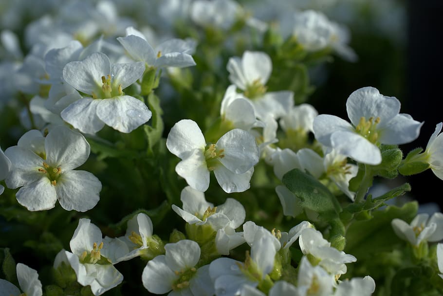 cress, arabis caucasica, white, flower, plant, macro, close up, HD wallpaper