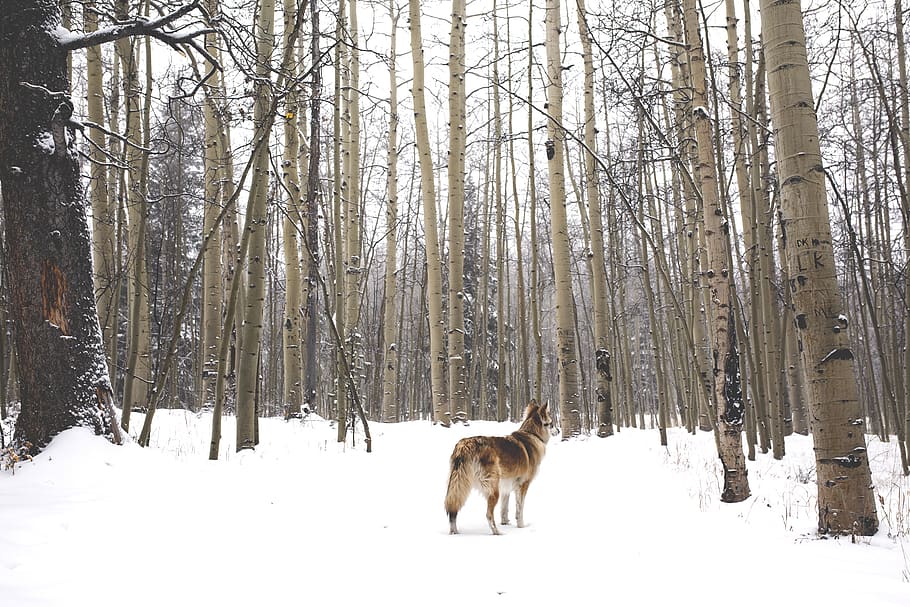 brown wolf on snow covered ground, winter, cold temperature, mammal HD wallpaper