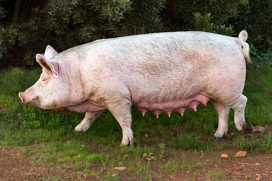 pig, sow, pork, swine, animal, farm, mammal, mother, livestock, HD wallpaper