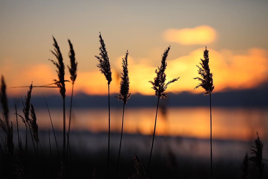 sunset, landscape, nature, evening, sky, clouds, water, outdoors HD wallpaper