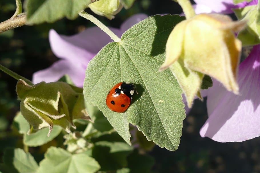 ladybug, luck, insect, lucky charm, red, points, cute, animals HD wallpaper