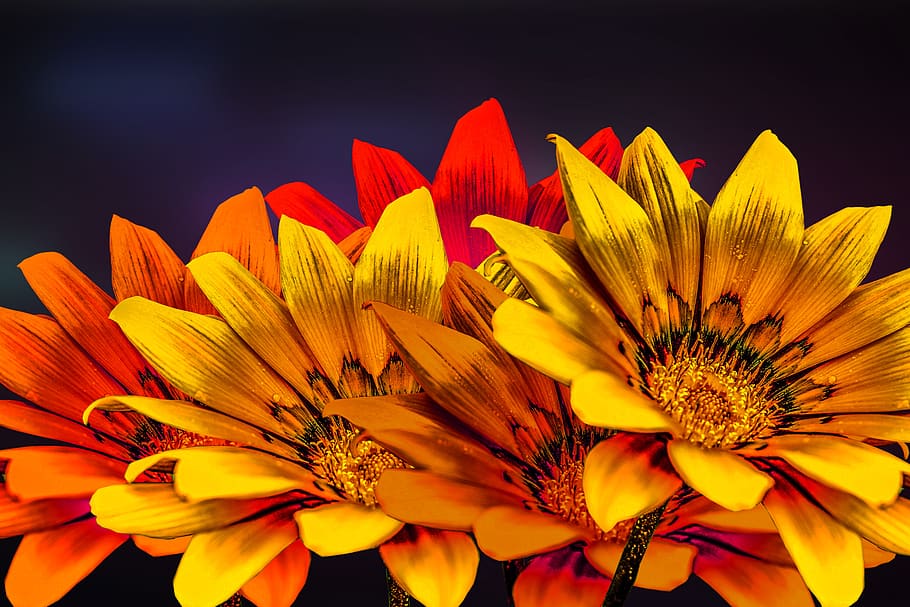 flower gérbel, yellow flower, gérbela, flowering plant, fragility, HD wallpaper