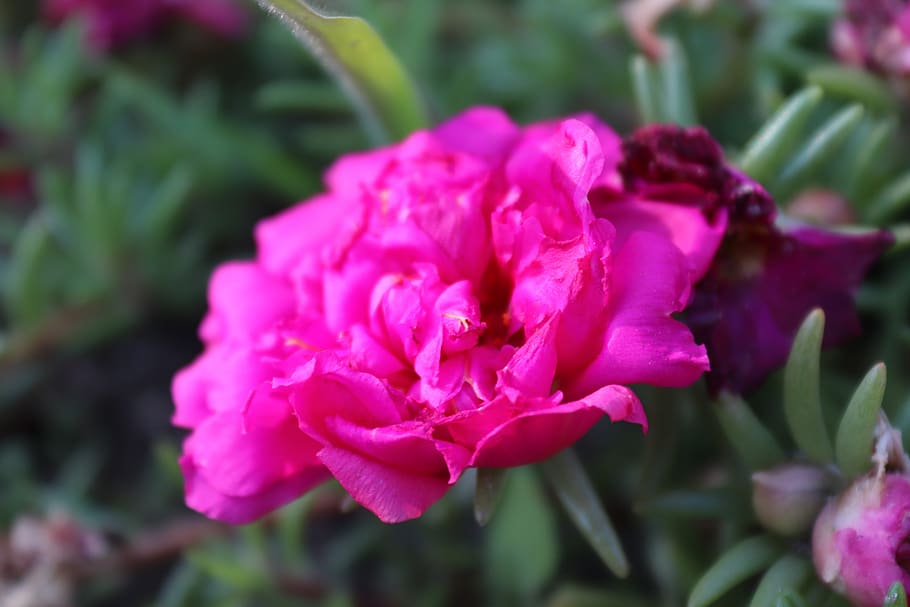 flower, blooming, nature, spring, flowering plant, beauty in nature HD wallpaper