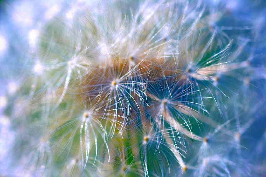 dandelion, macro, abstract, nature, close up, plant, blossom HD wallpaper