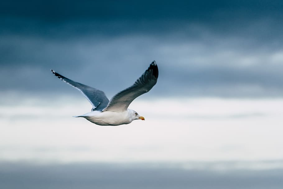 white bird flying during daytime, animal wildlife, animals in the wild HD wallpaper
