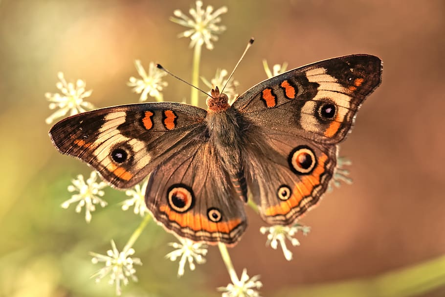 gray and orange butterfly, animal wing, butterfly - insect, animal themes HD wallpaper