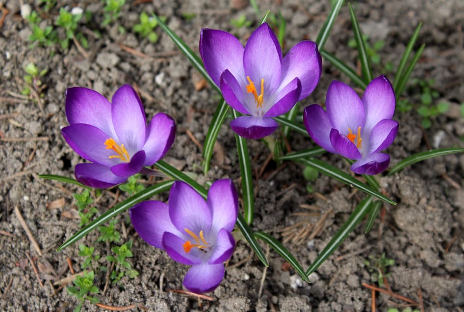 crocus, spring, saffron, spring flowers, violet, nature, flowering plant HD wallpaper