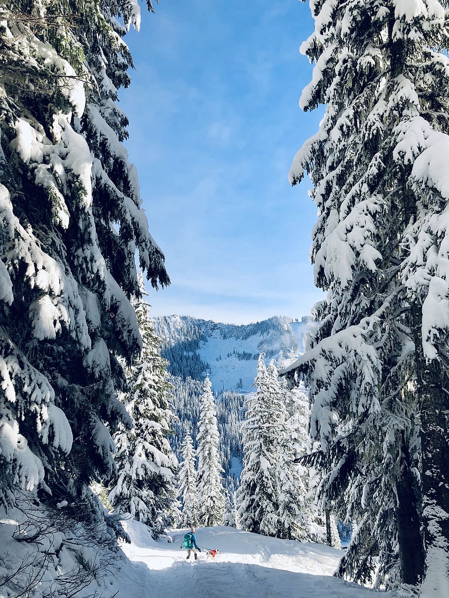 trees covered by snow, plant, abies, fir, outdoors, nature, person HD wallpaper