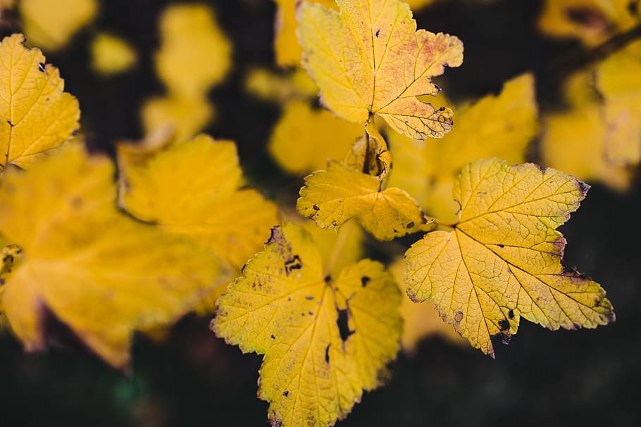 Autumn Details, nature, leaf, leaves, fall, colorful, colors HD wallpaper