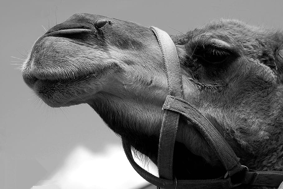camel, face, close up, head, animal, nature, desert, travel