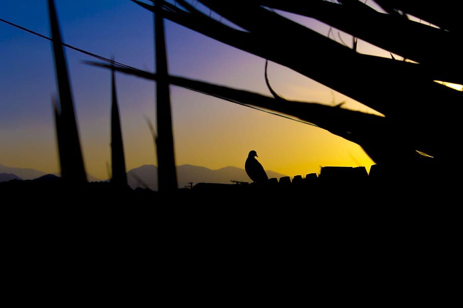 Bird Perch on Rails Silhouette, backlit, dawn, dusk, landscape HD wallpaper