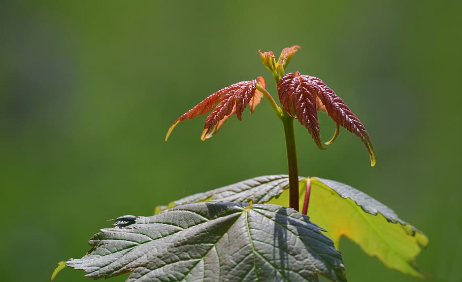 leaf, close up, young, new, spring, grow, awakening, nature HD wallpaper