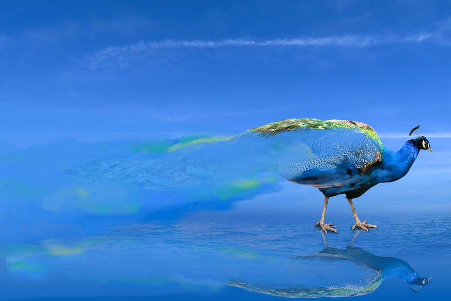 HD wallpaper: background, animal world, bird, peacock, blue, smoke, clouds  | Wallpaper Flare