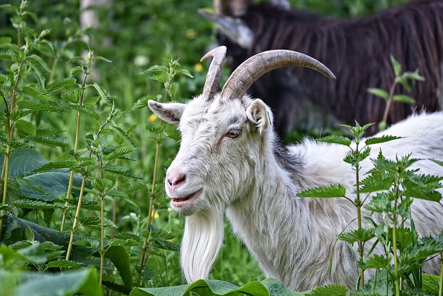 saanen goat, domestic goat, animal, mammal, ruminant, even toed, HD wallpaper