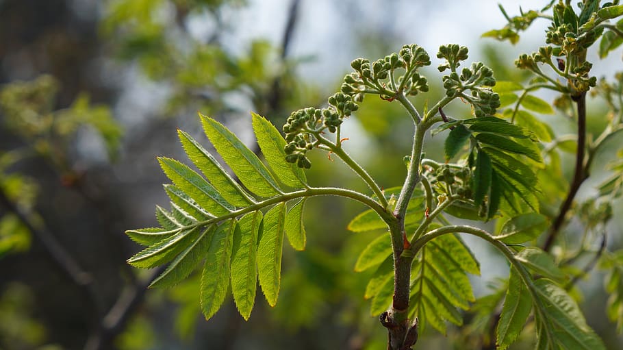 nature, plants, tree, branch, green, foliage, young, spring HD wallpaper