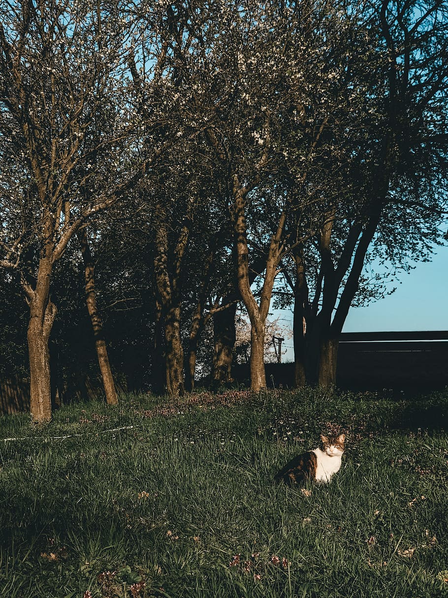 plant, tree, tree trunk, grass, pet, dog, animal, mammal, canine HD wallpaper
