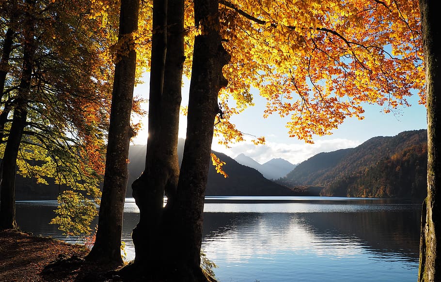 fall, lake, tree, yellow, nature, forest, mountains, idyllic HD wallpaper