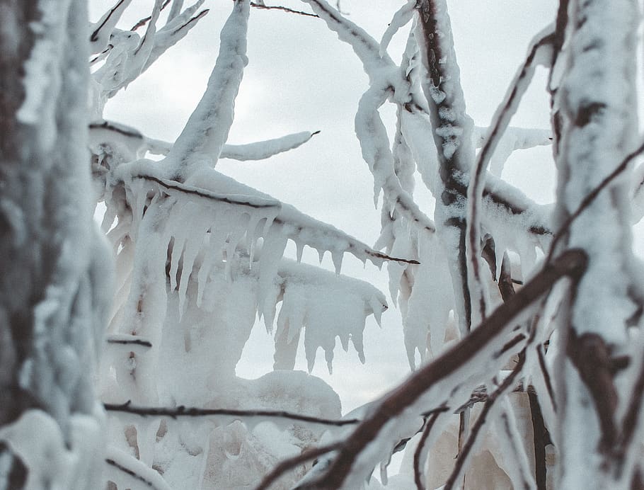 canada, goderich, winter, tree, snow, ice, plant, cold temperature HD wallpaper
