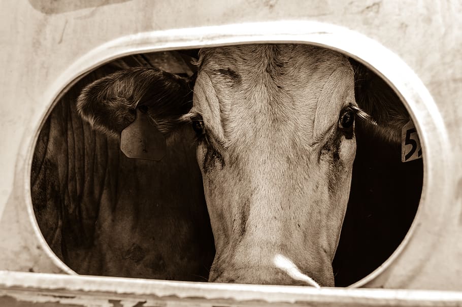 farm, cow, cattle, cows, country, livestock, mammal, animal themes HD wallpaper