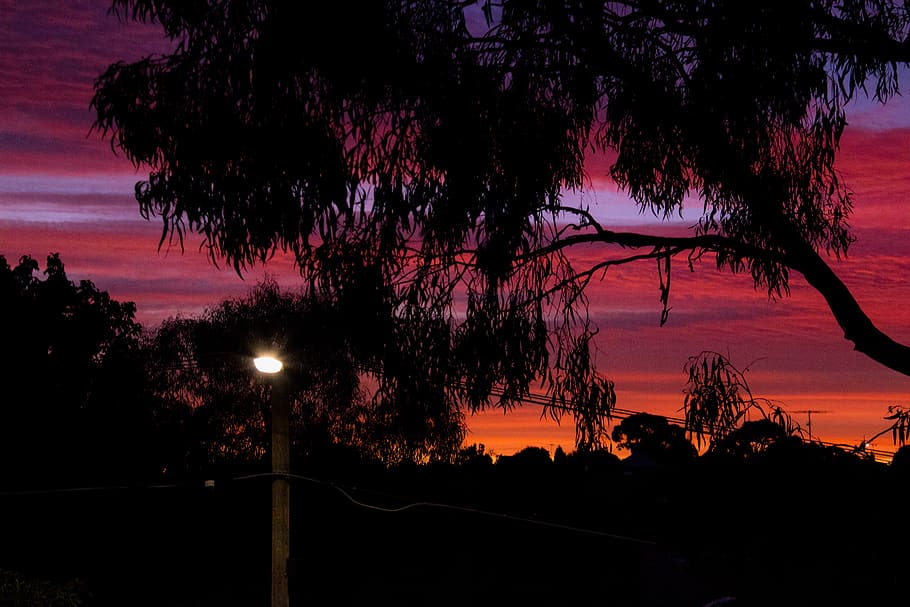 trees, red, sunrise, plant, sky, sunset, silhouette, beauty in nature HD wallpaper