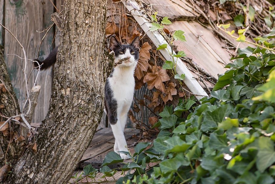 cat, kitten, black, white, sniffing, smell, animals, pet, domestic cat HD wallpaper
