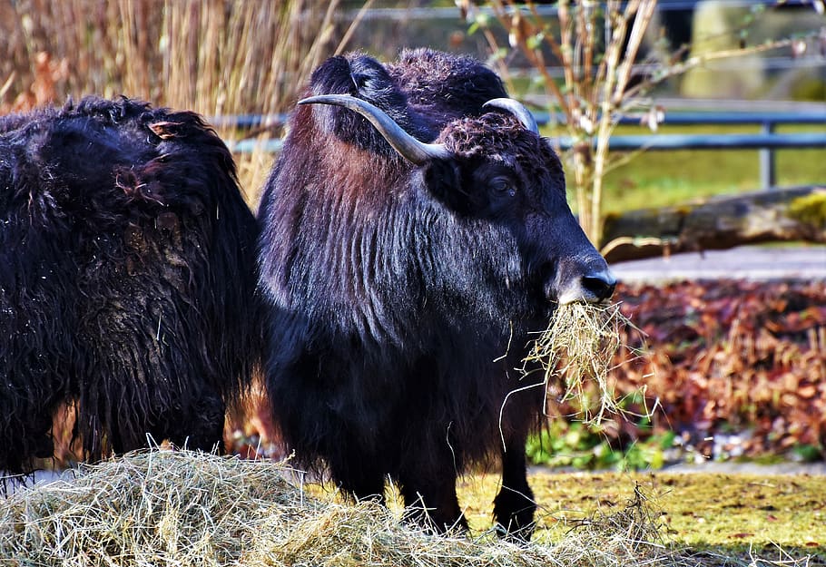 wool beef, galloway, livestock, furry, shaggy, galloway beef HD wallpaper