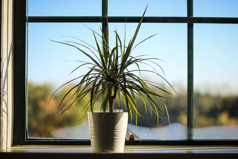 light, window, plant, sunrise, sunlight, glass - material, transparent HD wallpaper