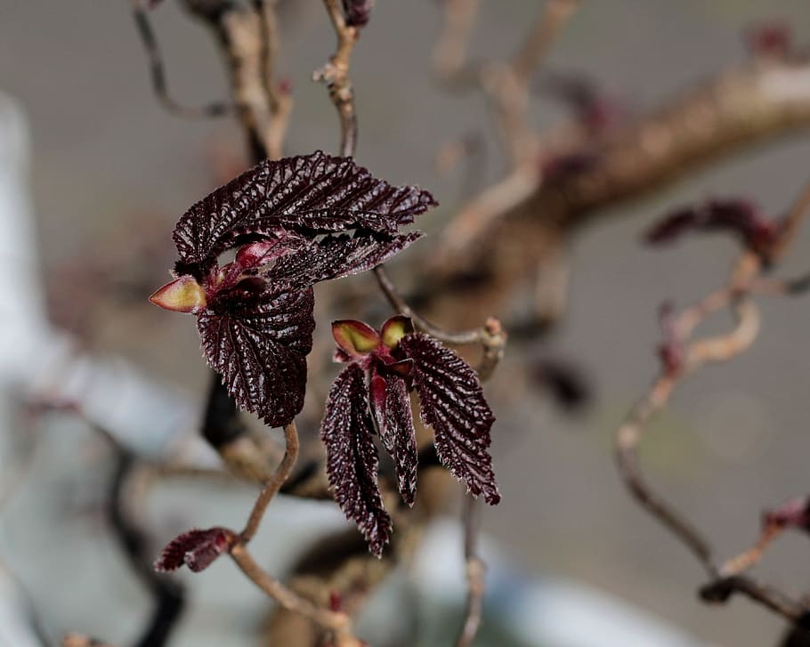 red hazel, nascent, buds, branches, wound, spring, plant, close-up HD wallpaper