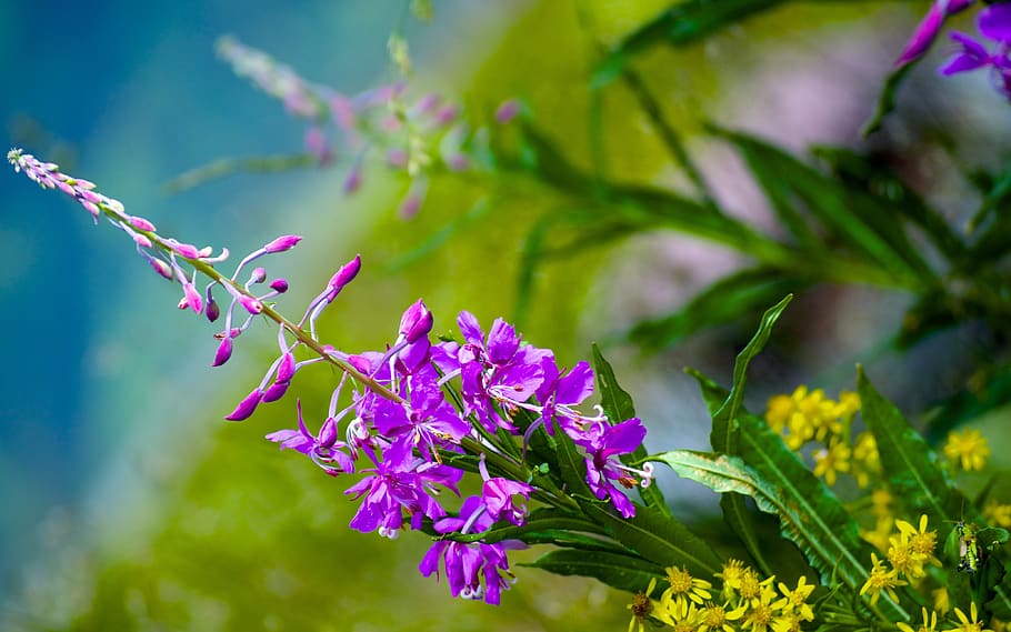 flower, nice, bella, nature, flowers, summer, bloom, plant HD wallpaper