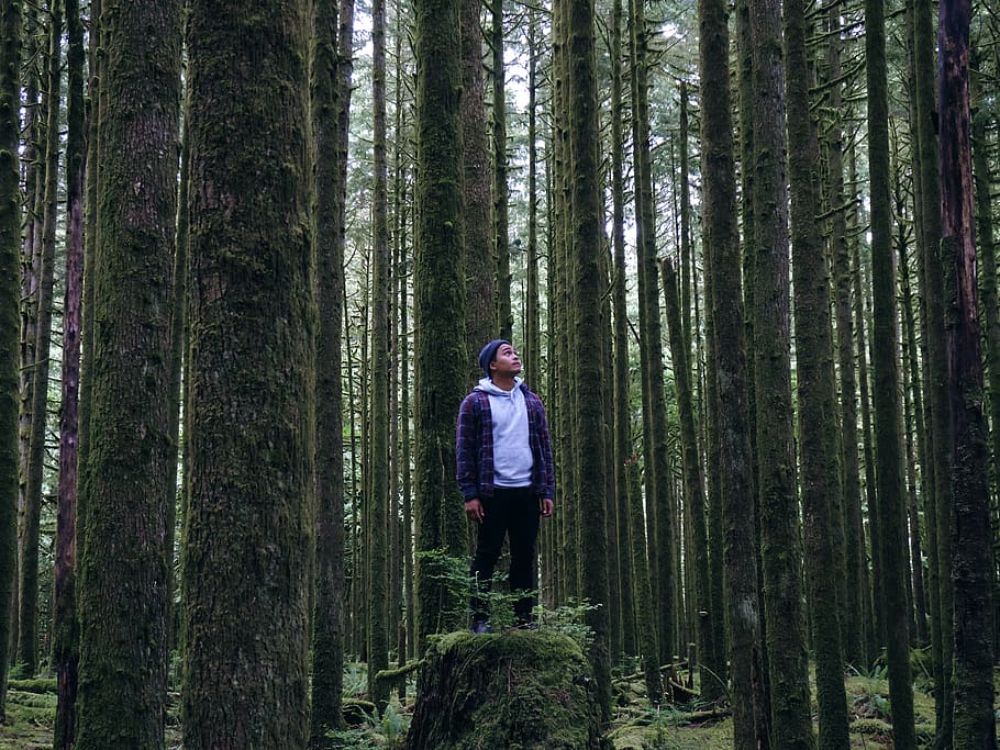 trees, lake, forest, hike, wilderness, nature, plant, real people HD wallpaper